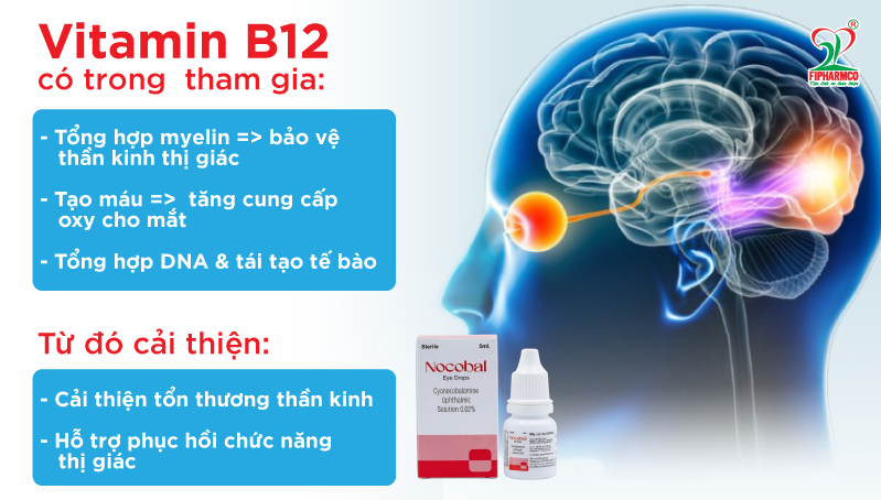 day-than-kinh-thi-giac