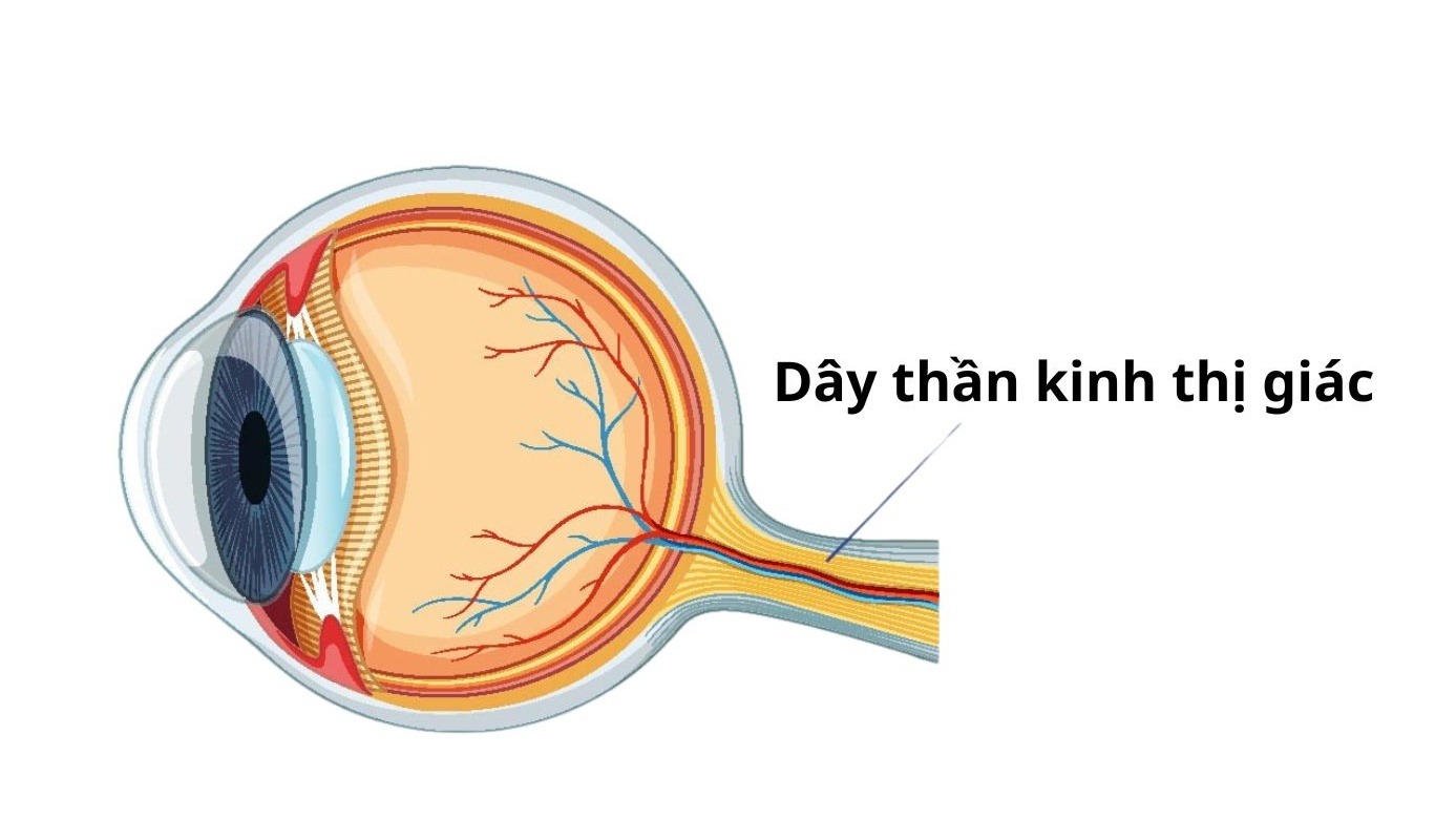 day-than-kinh-thi-giac